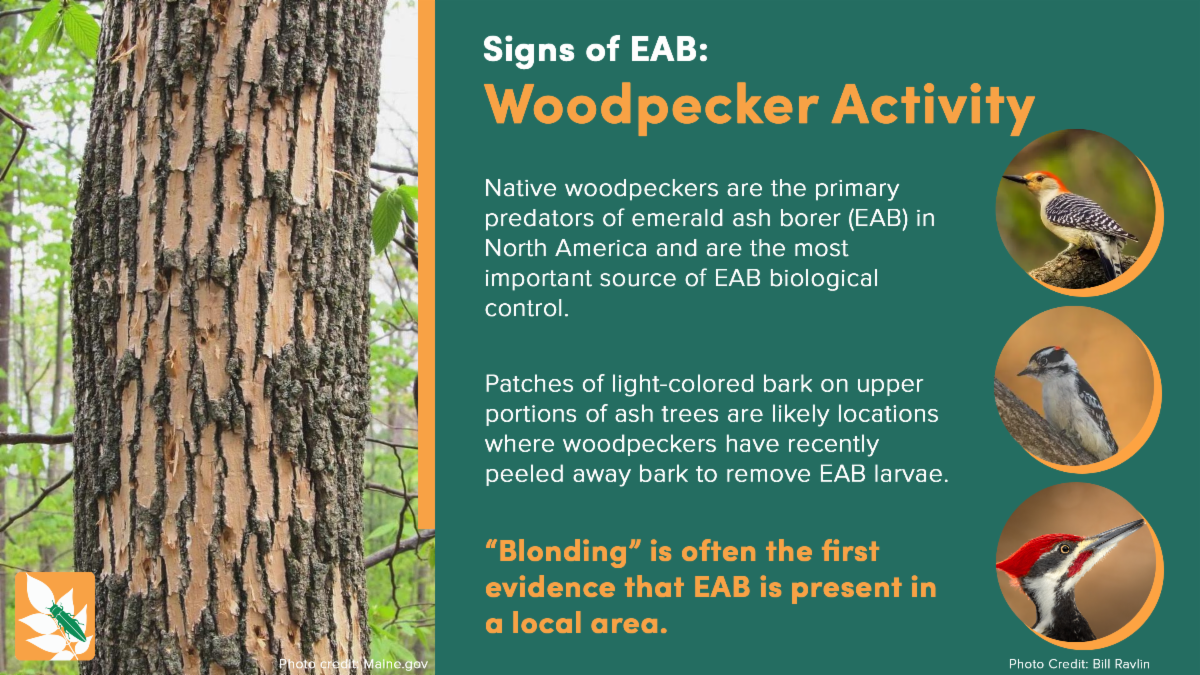 Woodpecker Activity Native woodpeckers are the primary predators of emerald ash borer EAB in North America and are the most important source of EAB biological control Patches of light colored bark on upper portions of ash trees are likely locations where woodpeckers have recently peeled away bark to remove EAB larvae Blonding is often the first evidence that EAB is present in a local area