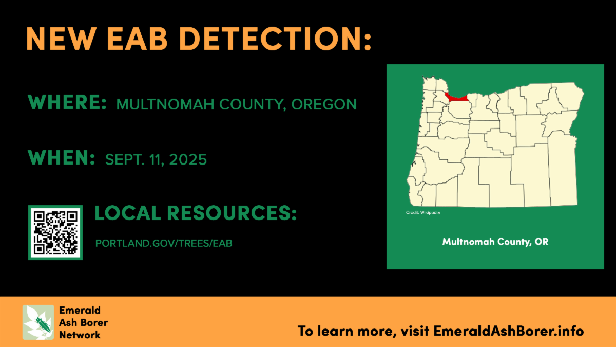 New EAB detection where multnomah county oregon when sept 11 2025 to learn more visit emeraldashborer.info