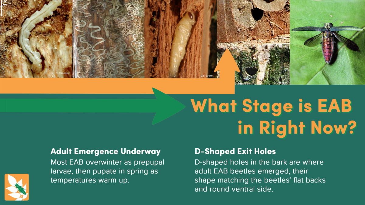 What stage is EAB in right now? Adult emergence is underway. Most EAB overwinter as prepupal larvae, then pupate in spring as temperatures warm up. D-Shaped Exit holes. D-shaped holes in the bark are where adult EAB beetles emerged, their shape matching the beetles’ flat backs and round ventral side.