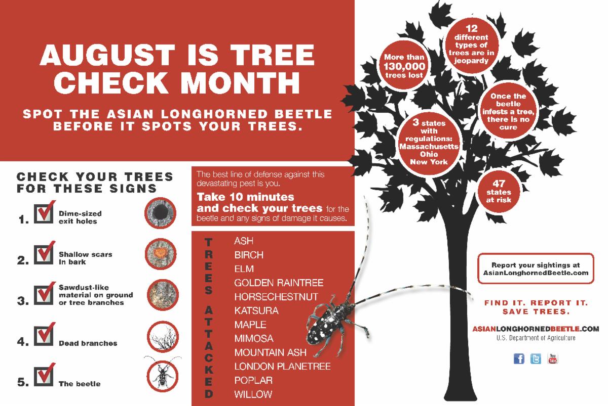 August is Tree Check Month spot the Asian longhorned beetle before it spots your trees. Check your trees for these signs 1. Dime sized exit holes 2. Shallow scars in bark 3. sawdust like material on ground or tree branches 4. Dead branches 5 the beetle  Trees attacked ash birch elm golden raintree horsechestnut katsura maple mimosa mountain ash london planetree poplar willow  report your sightings at asianlonghornedbeetle.com