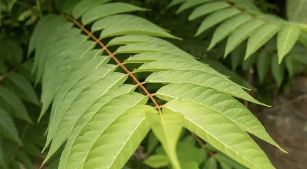 tree of heaven