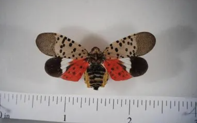 Spotted Lanternfly