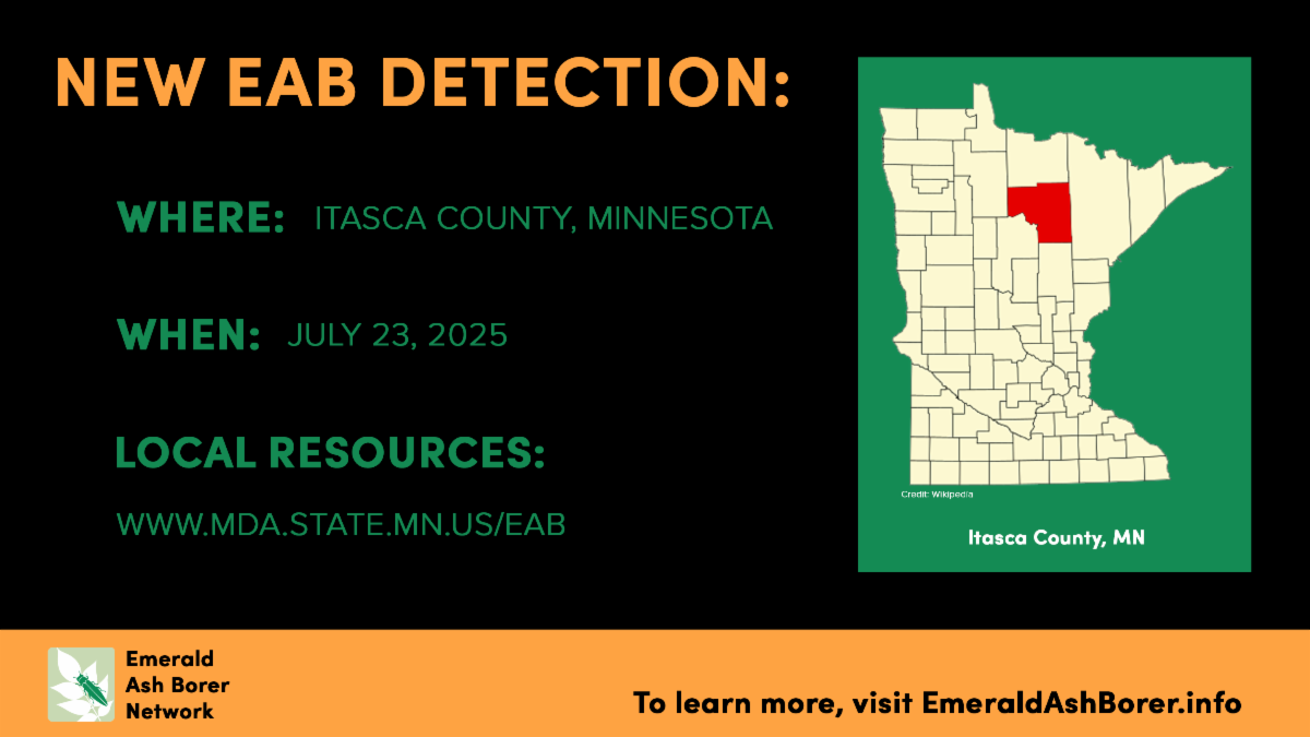 New EAB Detection Where Itasca County Minnesota When July 23 2025 