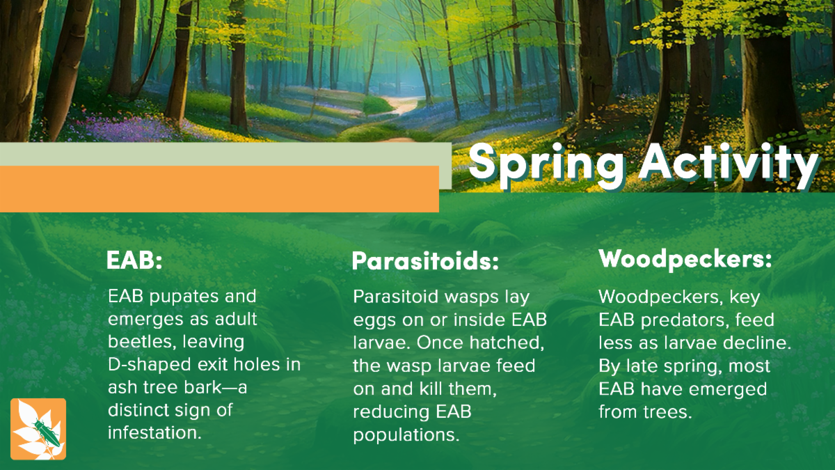 Orange and green infographic about Emerald Ash Borer-related activity to watch out for in the spring. The header says "Spring Activity" and has three captions underneath. The first caption says, "EAB: EAB pupates and emerges as adult beetles, leaving D-shaped exit holes in ash tree bark-- a distinct sign of infestation." The next caption says, "Parasitoids: Parasitoid wasps lay eggs on or inside EAB larvae. Once hatched, the wasp larvae feed on and kill them, reducing EAB populations." The last caption says, "Woodpeckers: Woodpeckers, key EAB predators, feed less as larvae decline. By late spring, most EAB have emerged from trees." Additionally, the Emerald Ash Borer Network logo is in the bottom left corner.