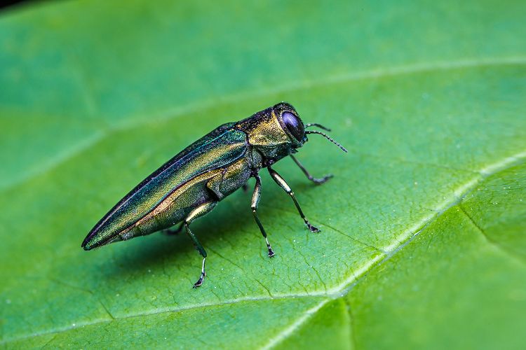 emerald ash borer beetle