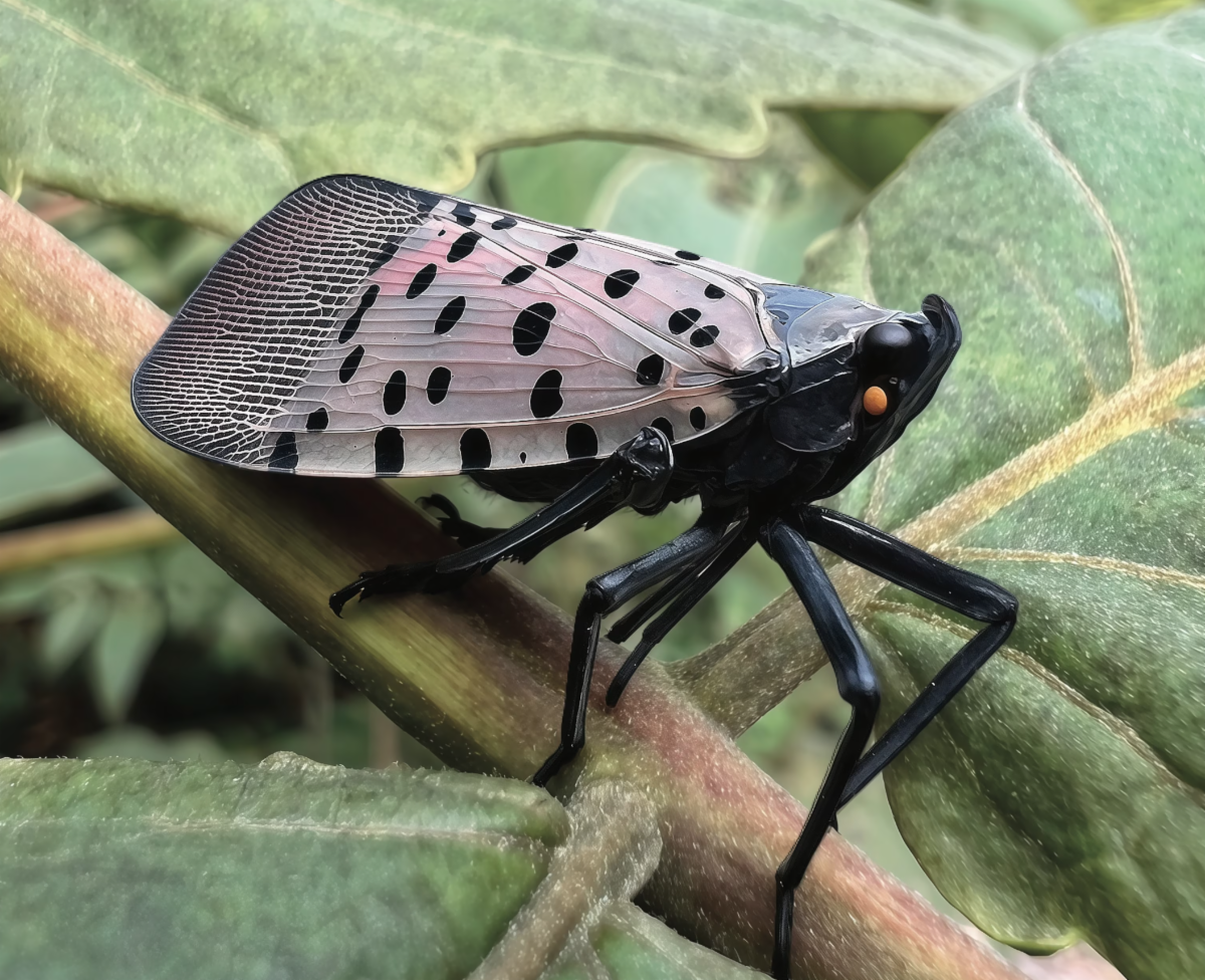 spotted lanternfly