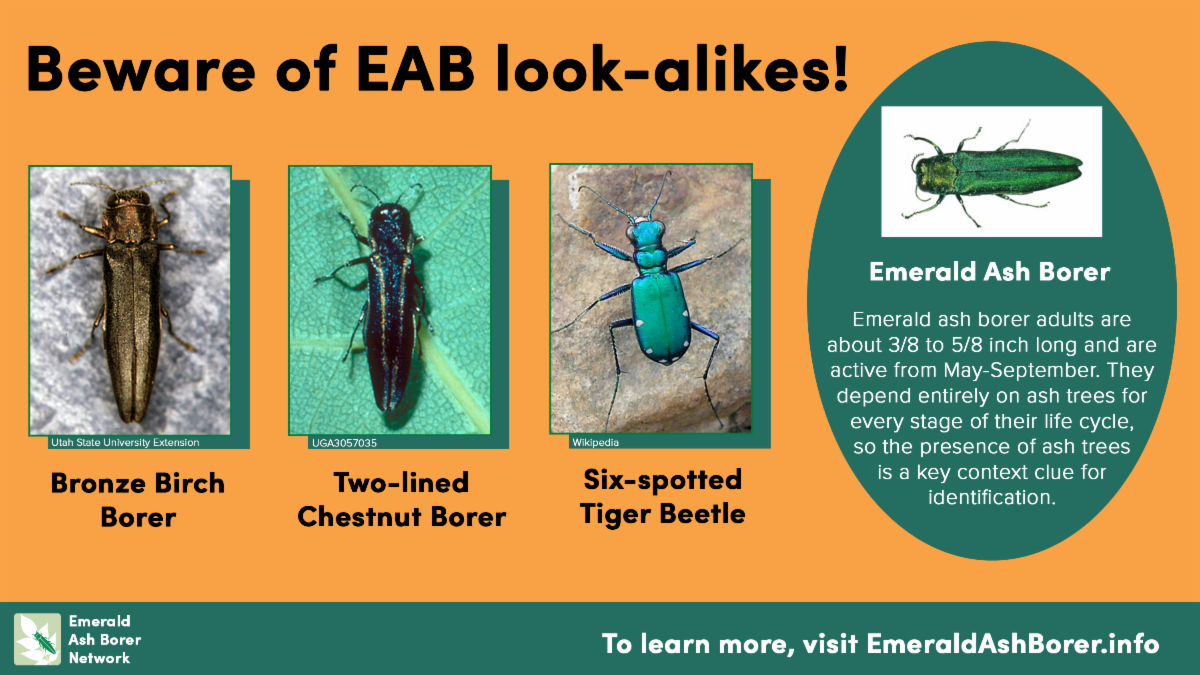 Beware of EAB lookalikes Adult emerald ash borers are about three eighths to five eights inch long and are active from May to September. They depend entirely on ash trees for every stage of their life cycle so the presence of ash trees is a key context clue for identification.