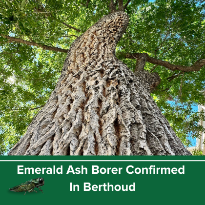 emerald ash borer confirmed in berthoud
