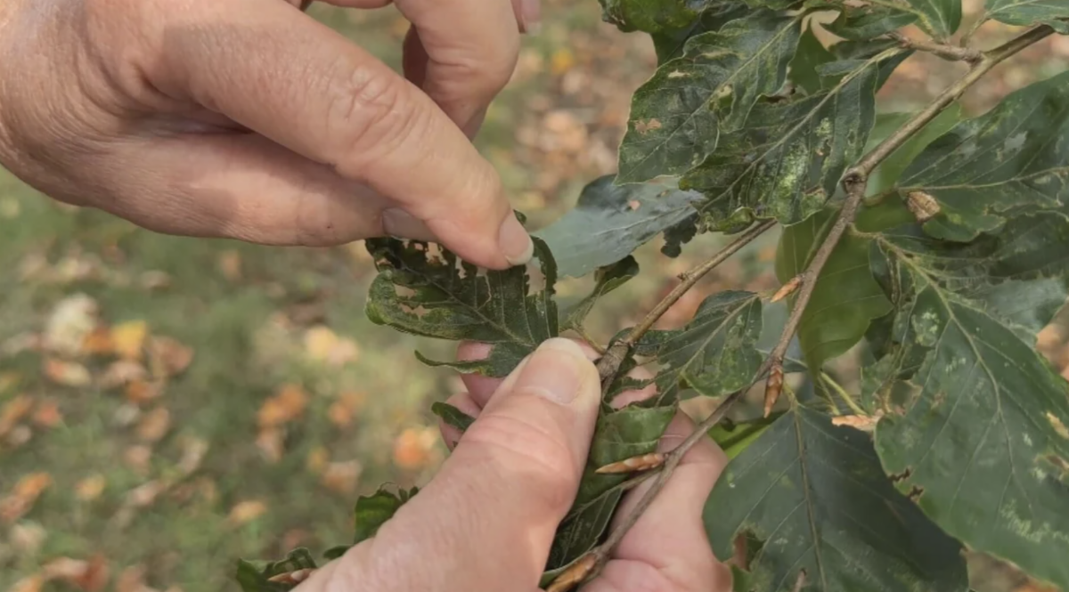 beech leaf disease