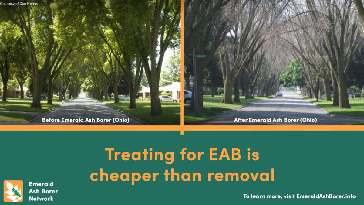 treating for EAB is cheaper than removal. image showing before and after of EAB infestation