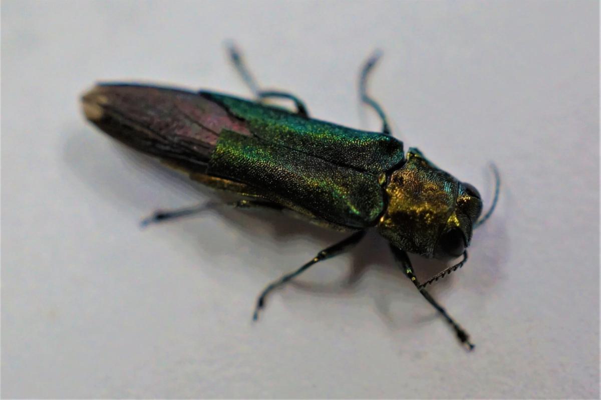 emerald ash borer