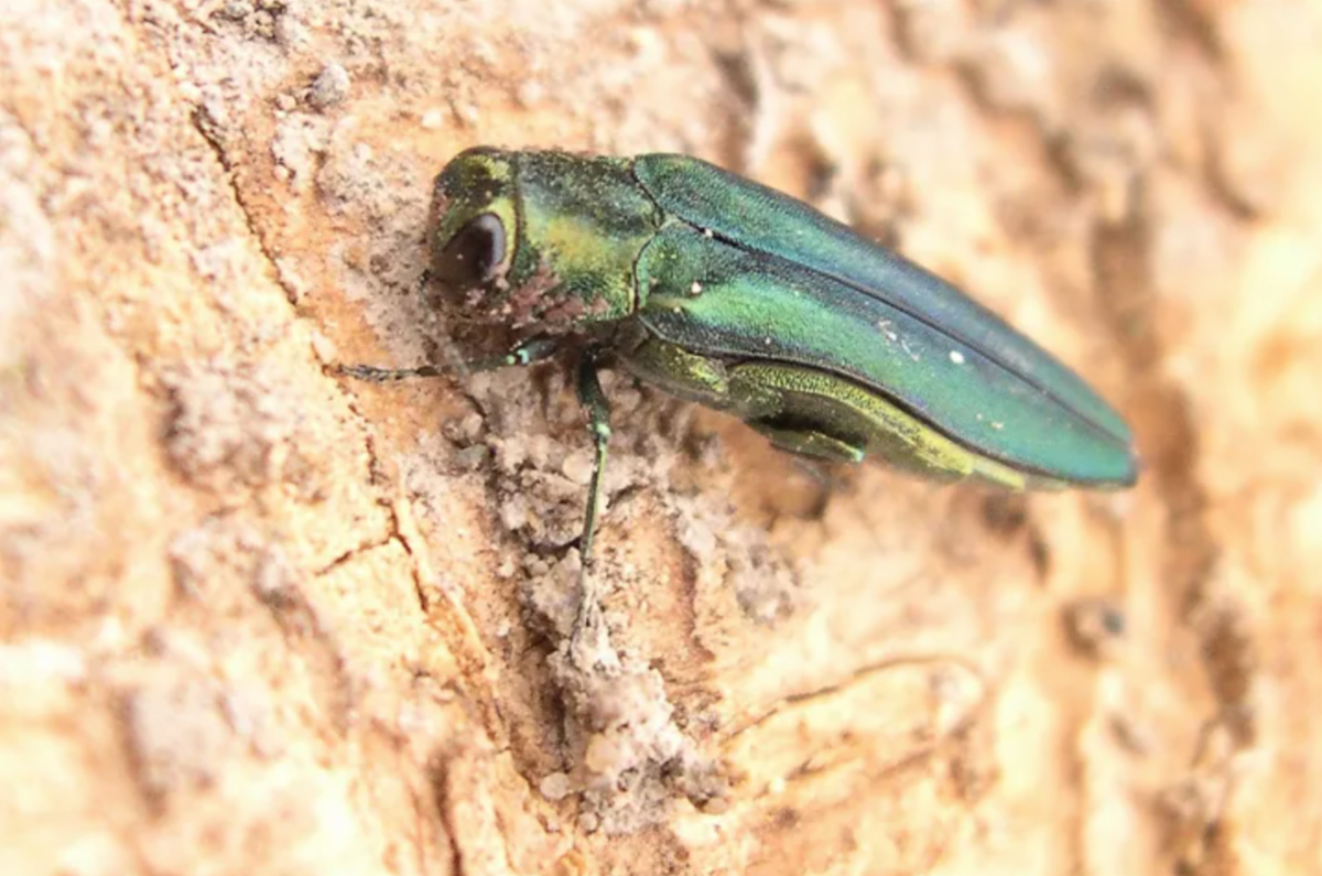 emerald ash borer