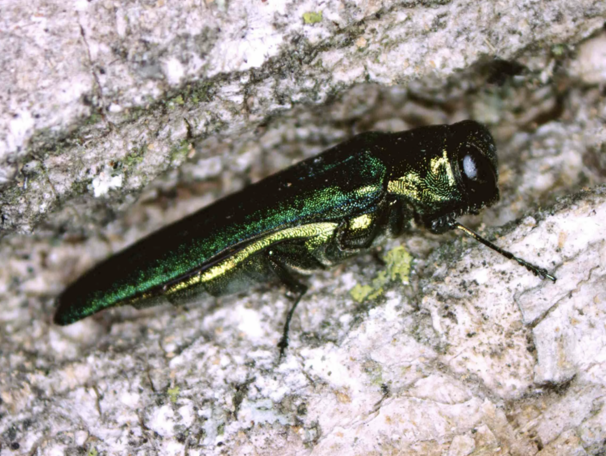 emerald ash borer