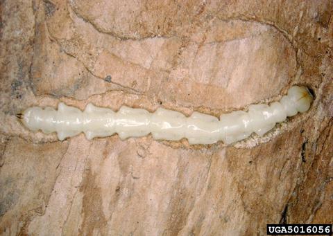 eab larva