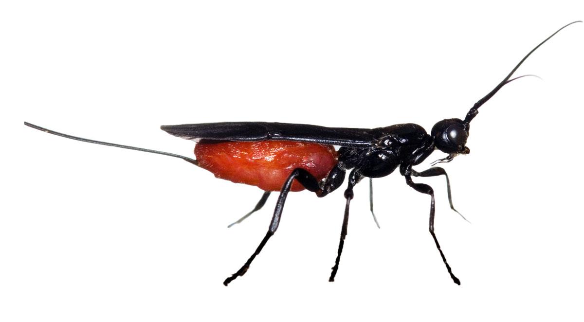 Atanycolus cappaerti