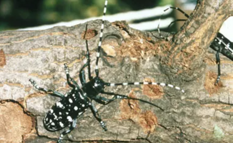 Asian Longhorned Beetle