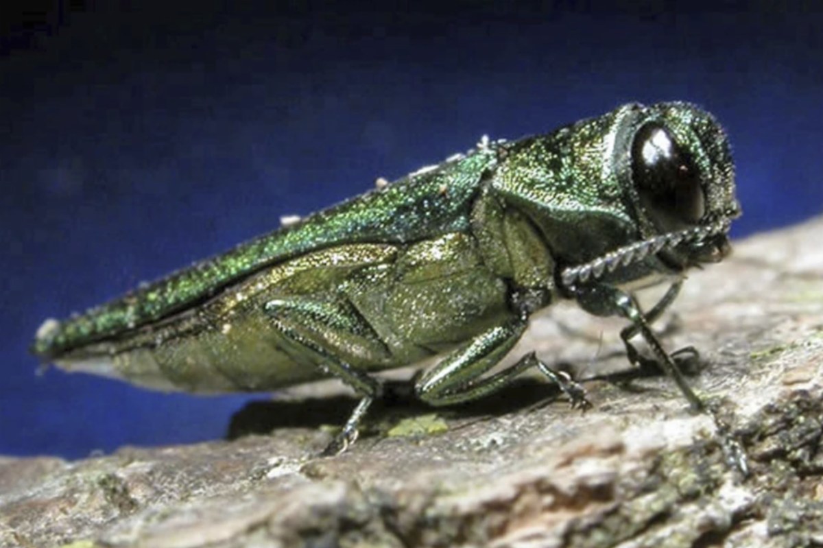 Emerald Ash Borer