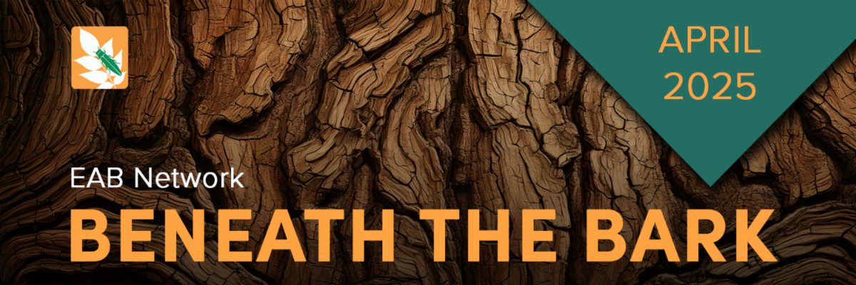 Emerald Ash Borer Network Beneath the Bark April 2025