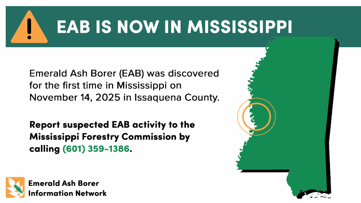 EAB Is now in Mississippi Emerald Ash Borer (EAB) was discovered for the first time in Mississippi on November 14, 2025 in Issaquena County. Report suspected EAB activity to the Mississippi Forestry Commission by calling (601) 359-1386 Emerald Ash Borer In