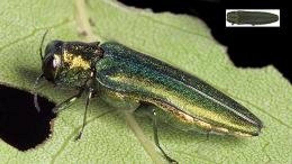 emerald ash borer beetle