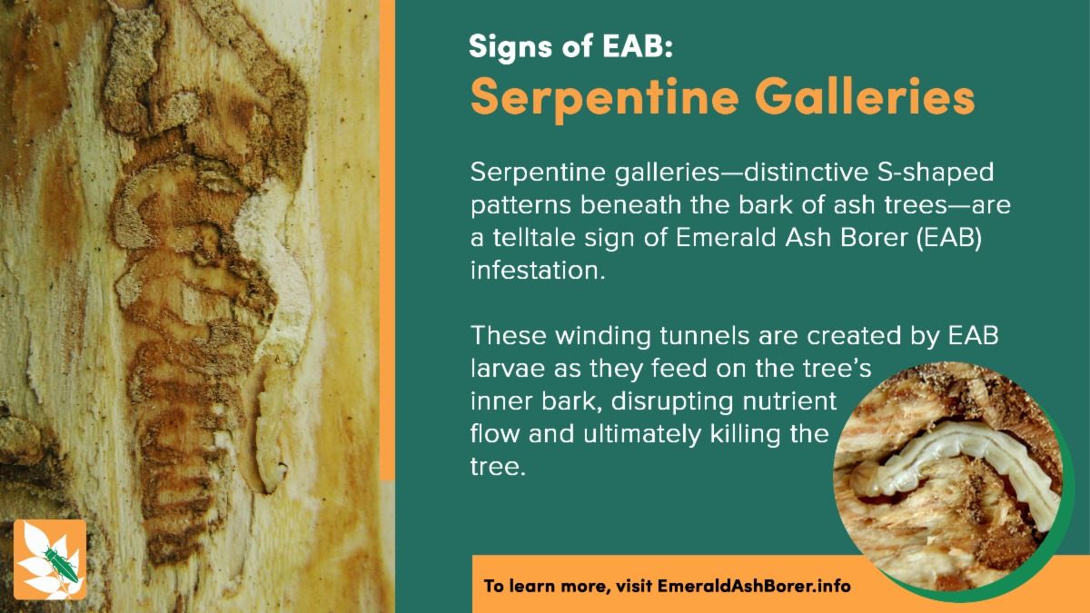 Signs of EAB serpentine Galleries These winding tunnels are created by EAB larvae as they feed on the treeâs  inner bark, disrupting nutrient  flow and ultimately killing the  tree.
