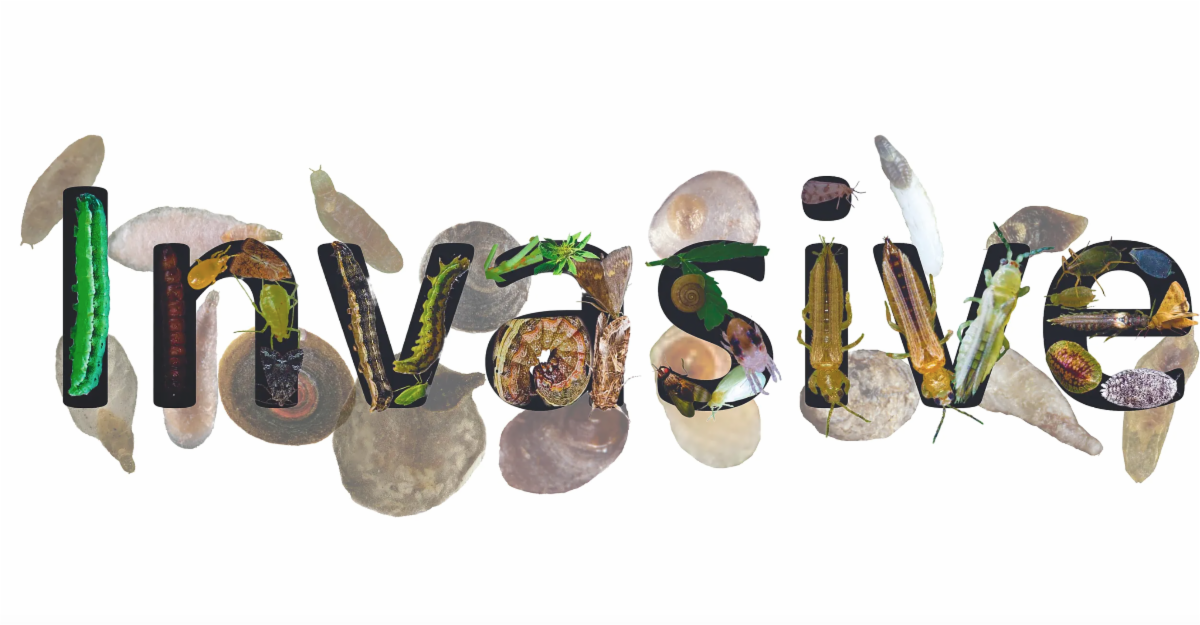 invasive