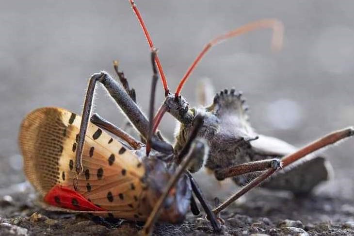 natural predator attacking spotted lanternfly