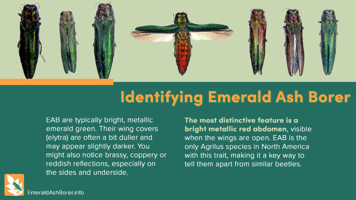 Identifying Emerald Ash Borer EAB are typically bright metallic emerald green Their wing covers elytra are often a bit duller and may appear slightly darker You might also notice brassy coppery or reddish reflections especially on the sides and underside. The most distinctive feature is a bright metallic red abdomen visible when the wings are open. EAB is the only Agrilus species in North America with this trait making it a key way to tell them apart from similar beetles