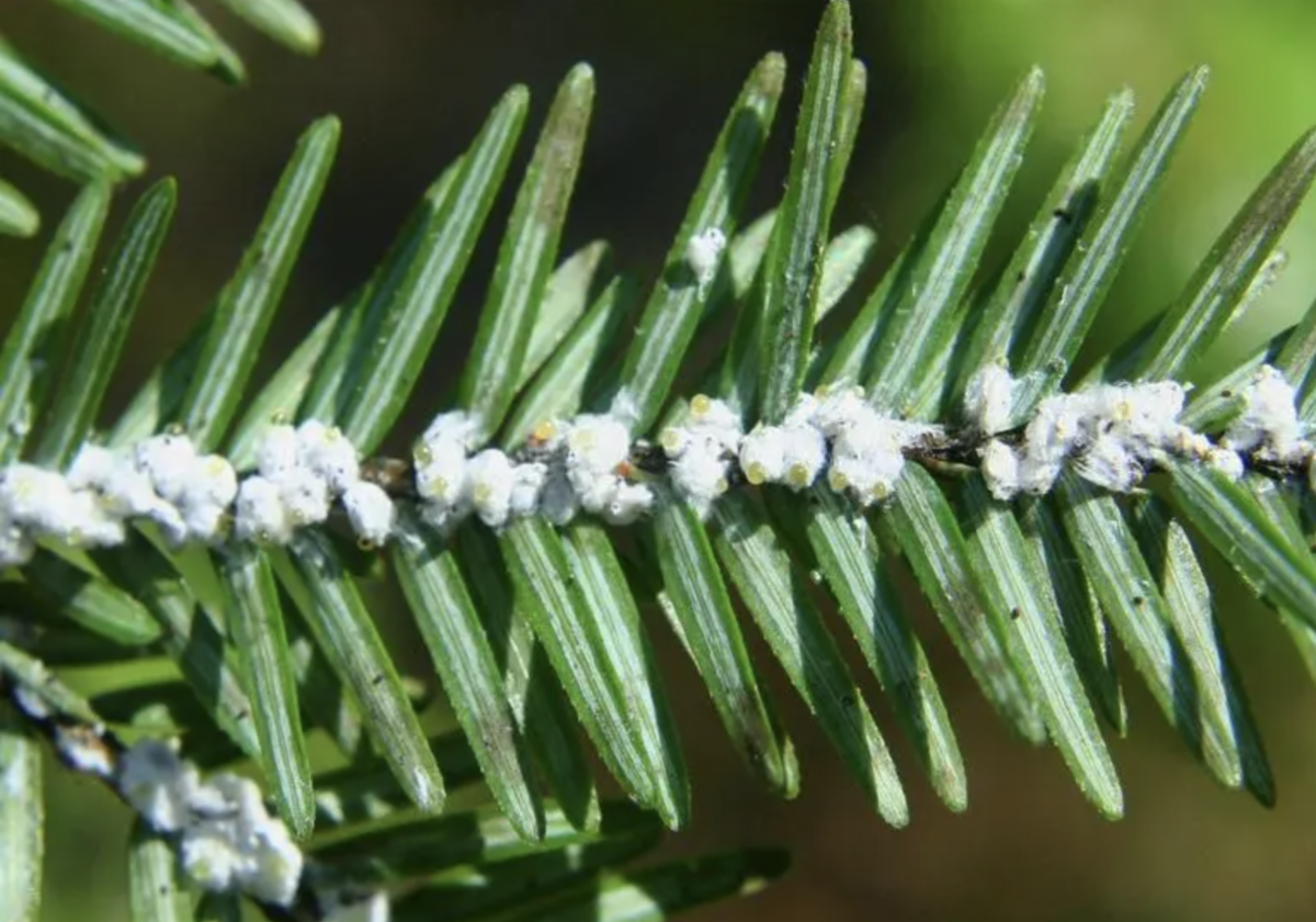 hemlock woolly adelgid