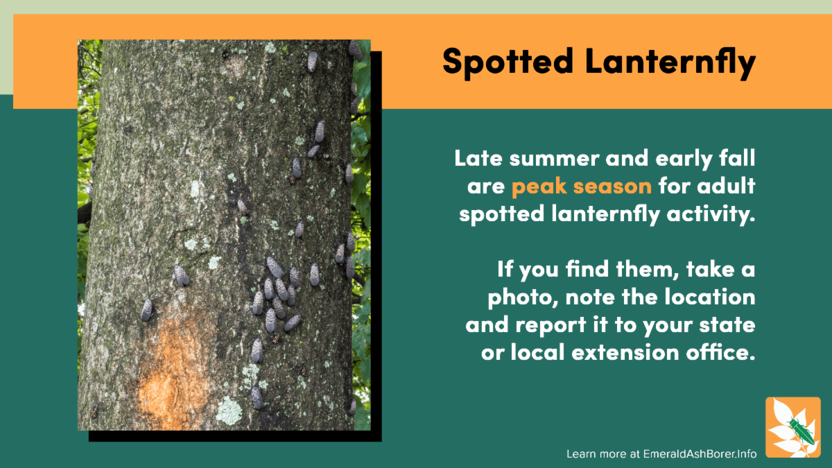 Spotted Lanternfly late summer and early fall are peak season for adult spotted lanternfly activity if you find them take a photo note the location and report it to your state or local extension offic