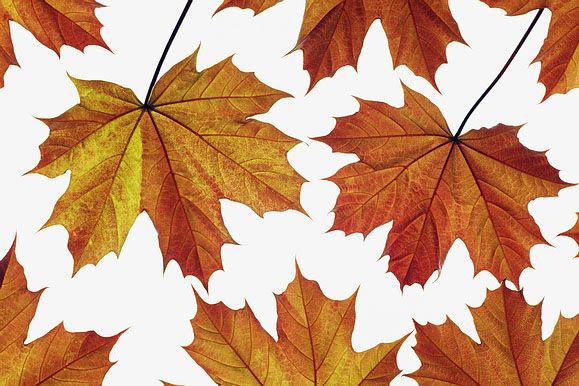 leaves.jpg