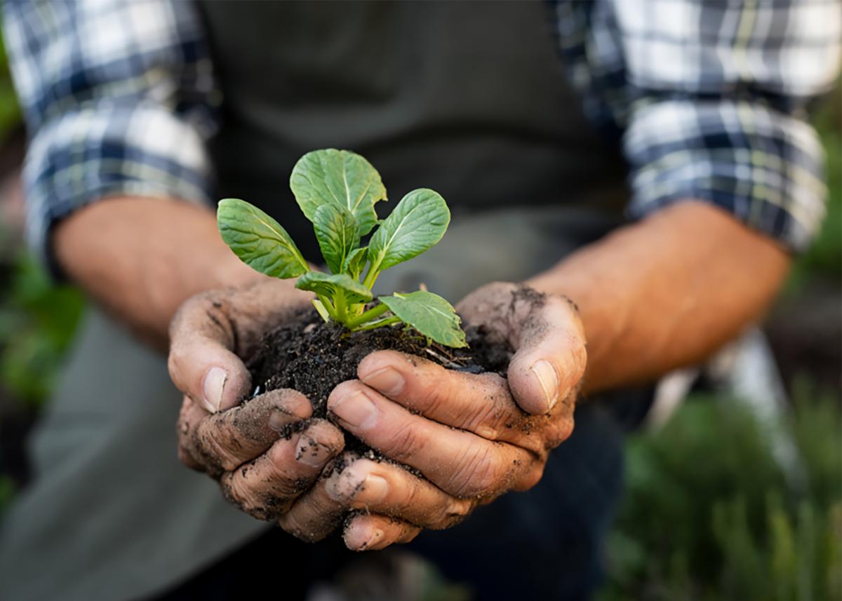 Organic farming field
