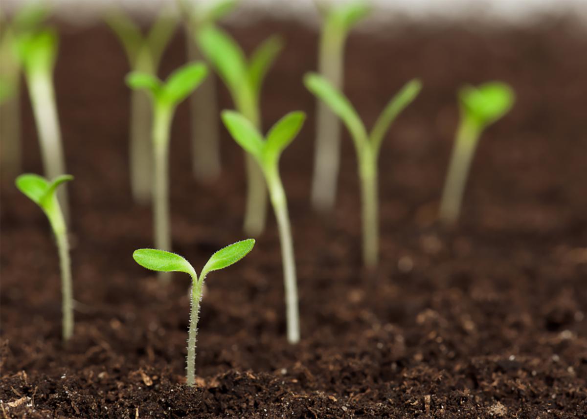 Produce market display