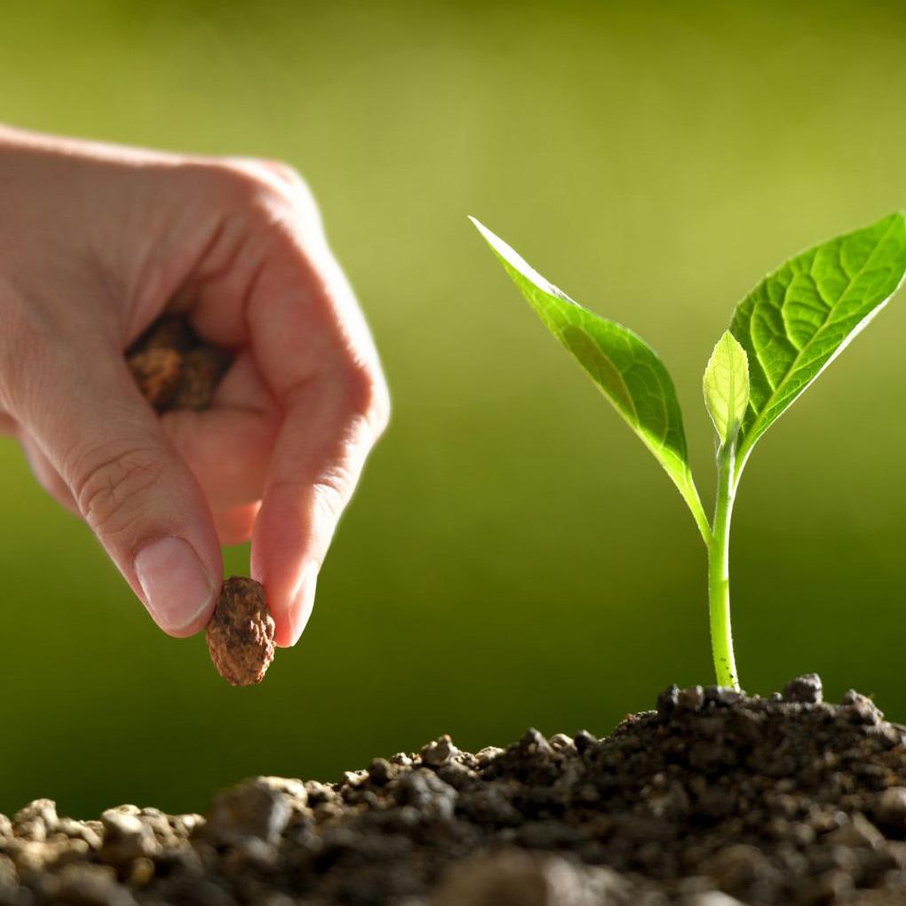 Walking The Path Of Nonviolence