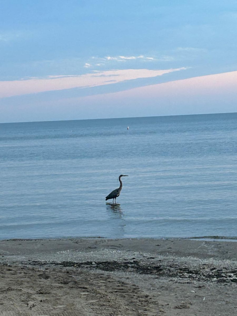 Heron