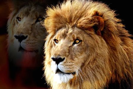 LION 2022