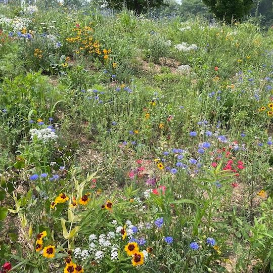 Wildflowers on the hill between parking lots 10 and 11 on WSU campus