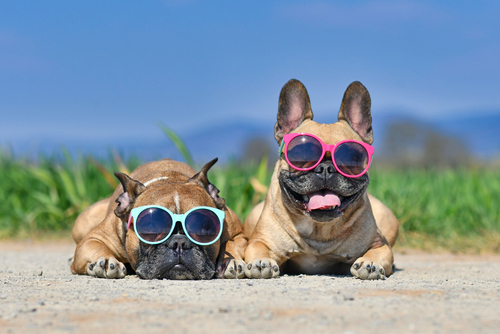 Adorable cute happy French Bulldog dogs wearing sunglasses in summer in front of meadow and blue sky on hot day