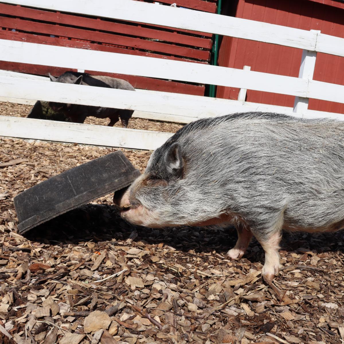 Building a Supportive Community, Pig Enrichment Activities, AND Family