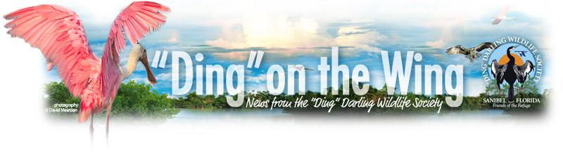 DingonWing banner