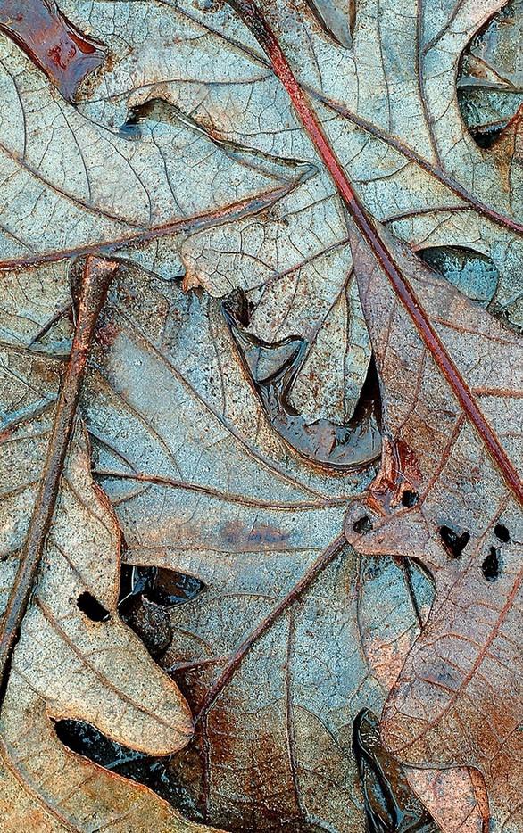masa leaves.jpg