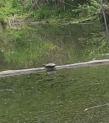 Pond Turtle