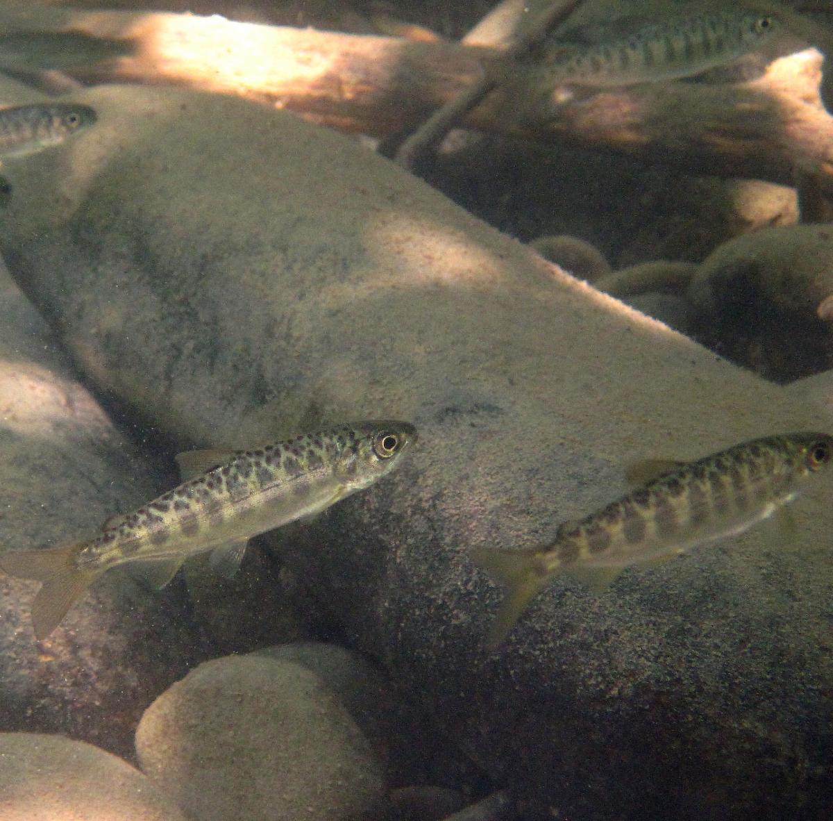 Juvenile Chinook Salmon
