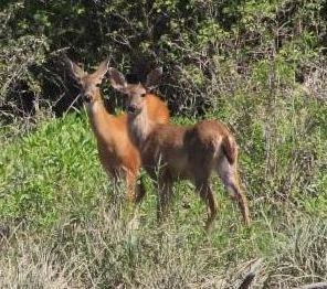 Deer at Alder Creek