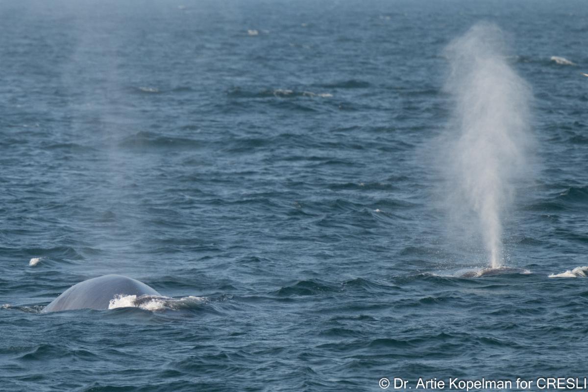 CRESLI 2024 whale watching trip schedules