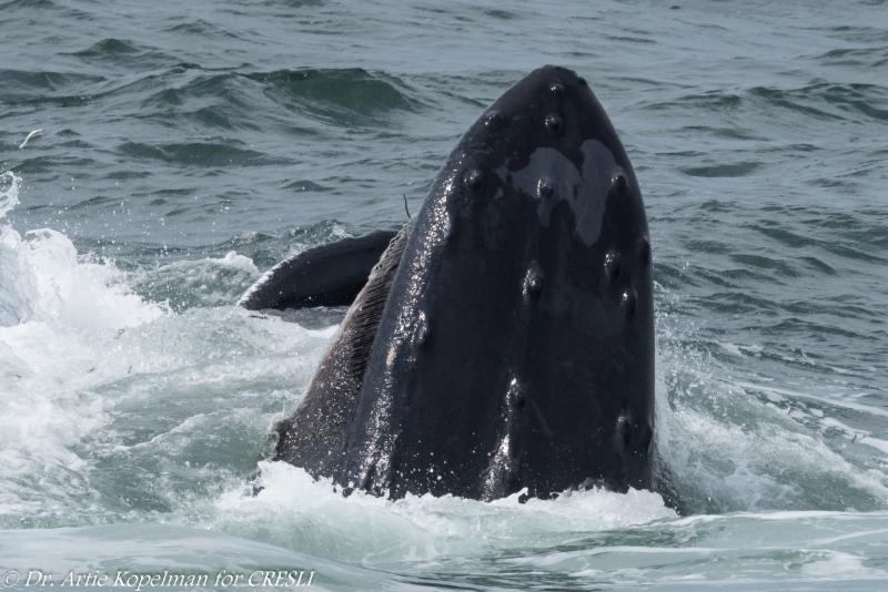 bubble feeding humpbacks