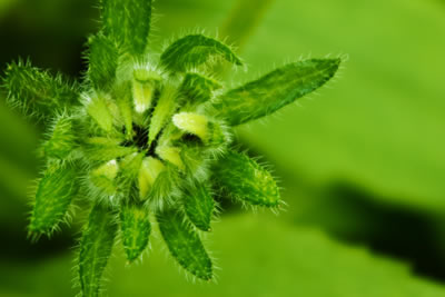 fuzzy-green-plant2.jpg