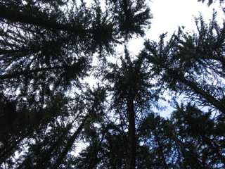 PWA trees