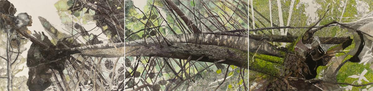 drawing "red poplar"