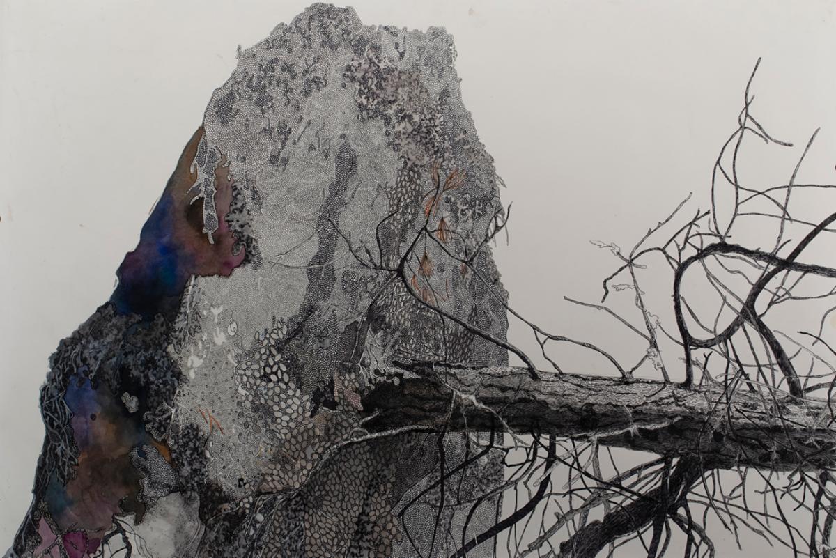 drawing "white pine"